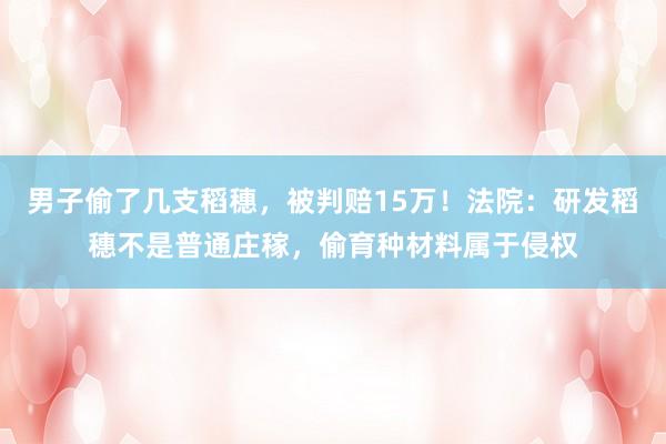 男子偷了几支稻穗,被判赔15万!法院:研发稻穗不是普通庄稼,偷育种材料属于侵权